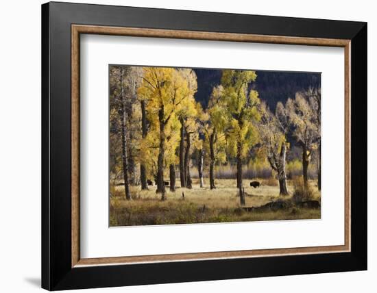 Lamar Valley Bison, Yellowstone-Ken Archer-Framed Photographic Print