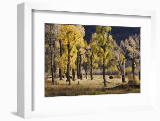 Lamar Valley Bison, Yellowstone-Ken Archer-Framed Photographic Print