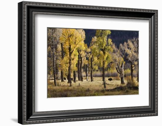 Lamar Valley Bison, Yellowstone-Ken Archer-Framed Photographic Print