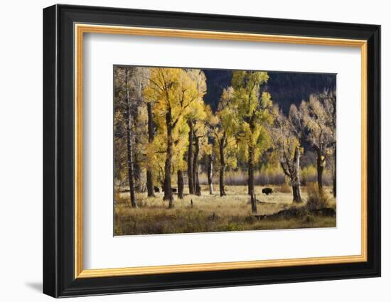 Lamar Valley Bison, Yellowstone-Ken Archer-Framed Photographic Print