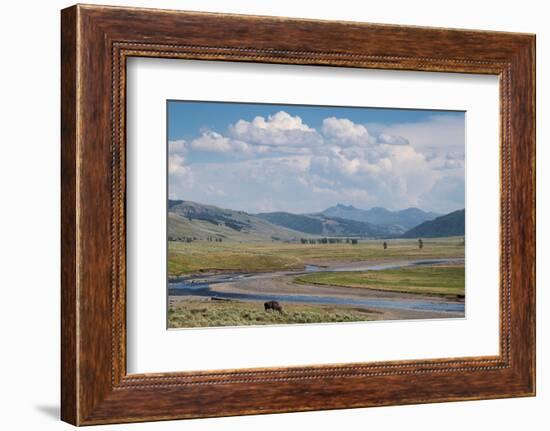 Lamar Valley Bison-Alan Majchrowicz-Framed Photographic Print