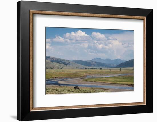 Lamar Valley Bison-Alan Majchrowicz-Framed Photographic Print