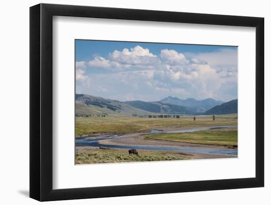 Lamar Valley Bison-Alan Majchrowicz-Framed Photographic Print