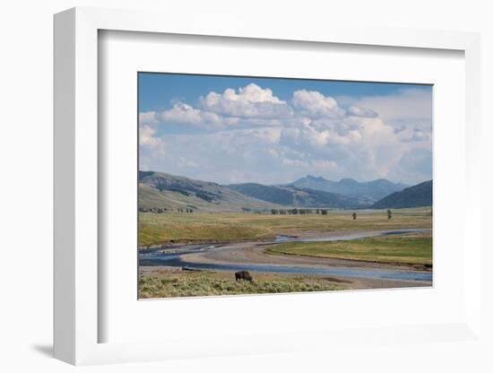 Lamar Valley Bison-Alan Majchrowicz-Framed Photographic Print