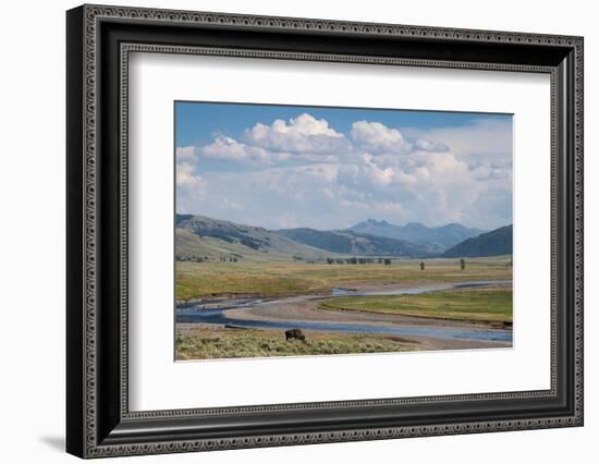 Lamar Valley Bison-Alan Majchrowicz-Framed Photographic Print