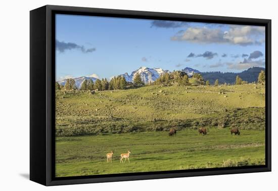 Lamar Valley - Pronghorn and Bison-Galloimages Online-Framed Premier Image Canvas