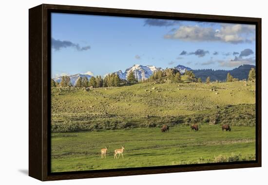 Lamar Valley - Pronghorn and Bison-Galloimages Online-Framed Premier Image Canvas