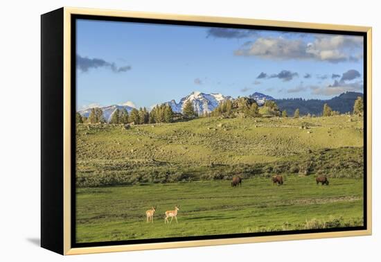 Lamar Valley - Pronghorn and Bison-Galloimages Online-Framed Premier Image Canvas