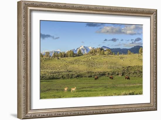 Lamar Valley - Pronghorn and Bison-Galloimages Online-Framed Photographic Print