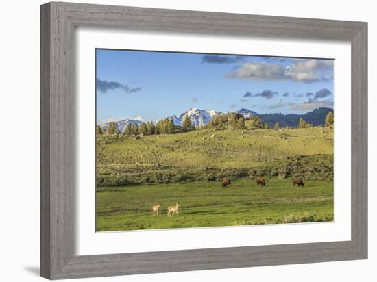 Lamar Valley - Pronghorn and Bison-Galloimages Online-Framed Photographic Print