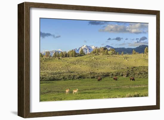 Lamar Valley - Pronghorn and Bison-Galloimages Online-Framed Photographic Print