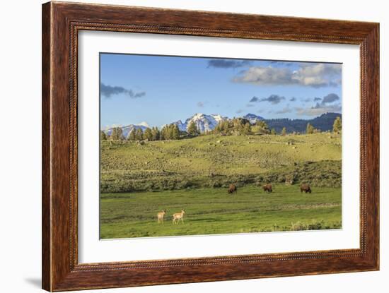 Lamar Valley - Pronghorn and Bison-Galloimages Online-Framed Photographic Print