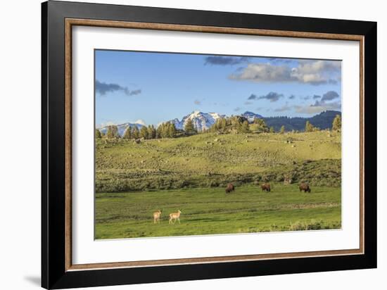 Lamar Valley - Pronghorn and Bison-Galloimages Online-Framed Photographic Print