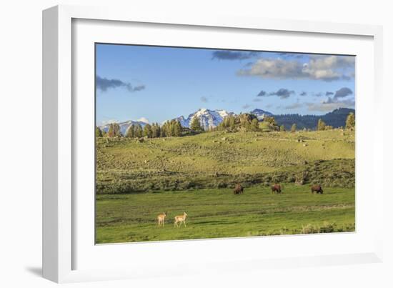 Lamar Valley - Pronghorn and Bison-Galloimages Online-Framed Photographic Print