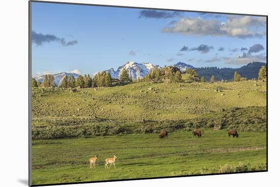 Lamar Valley - Pronghorn and Bison-Galloimages Online-Mounted Photographic Print