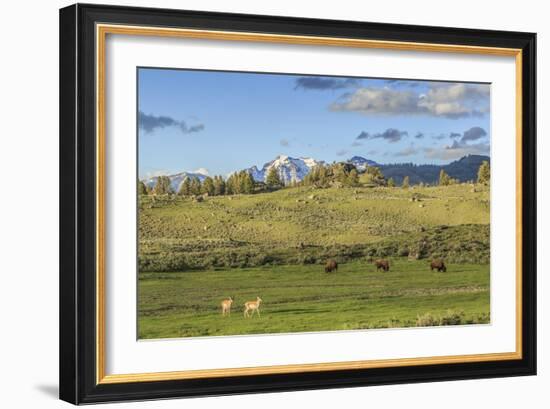 Lamar Valley - Pronghorn and Bison-Galloimages Online-Framed Photographic Print