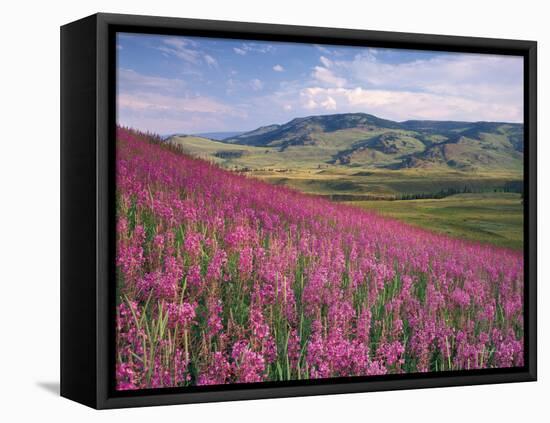 Lamar Valley-Alan Majchrowicz-Framed Premier Image Canvas