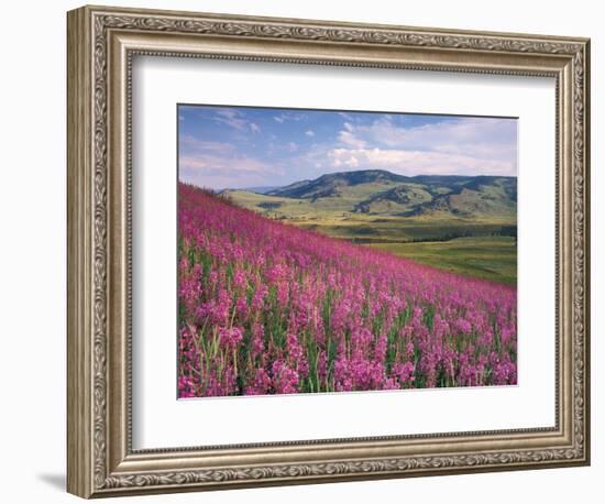 Lamar Valley-Alan Majchrowicz-Framed Photographic Print