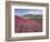 Lamar Valley-Alan Majchrowicz-Framed Photographic Print