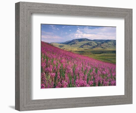 Lamar Valley-Alan Majchrowicz-Framed Photographic Print