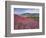 Lamar Valley-Alan Majchrowicz-Framed Photographic Print