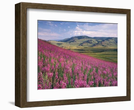 Lamar Valley-Alan Majchrowicz-Framed Photographic Print