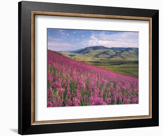 Lamar Valley-Alan Majchrowicz-Framed Photographic Print