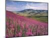 Lamar Valley-Alan Majchrowicz-Mounted Photographic Print