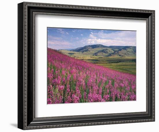 Lamar Valley-Alan Majchrowicz-Framed Photographic Print