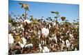 Premium Photographic Print