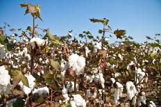 Close up of Cotton Plants-Lamarinx-Framed Photographic Print