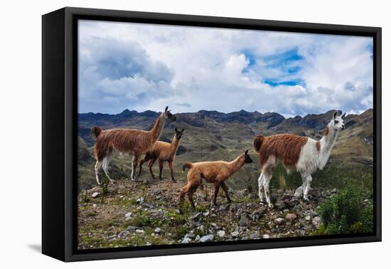 Lamas Family in El Cajas National Park, Ecuador-brizardh-Framed Premier Image Canvas