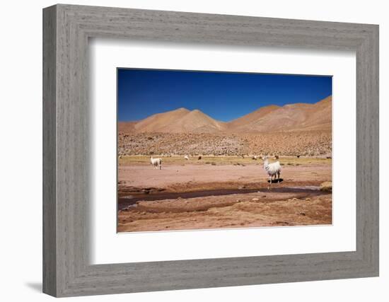 Lamas in Atacama Desert, Chile-Nataliya Hora-Framed Photographic Print