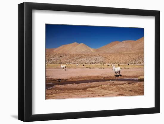 Lamas in Atacama Desert, Chile-Nataliya Hora-Framed Photographic Print