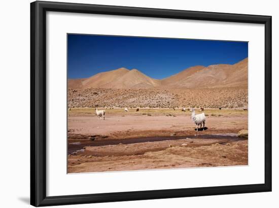 Lamas in Atacama Desert, Chile-Nataliya Hora-Framed Photographic Print