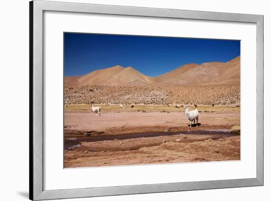 Lamas in Atacama Desert, Chile-Nataliya Hora-Framed Photographic Print