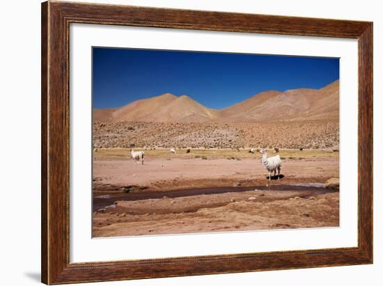 Lamas in Atacama Desert, Chile-Nataliya Hora-Framed Photographic Print
