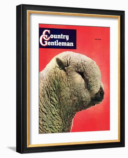 "Lamb," Country Gentleman Cover, May 1, 1948-Stanley Johnson-Framed Giclee Print