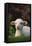 Lamb in Grass-DLILLC-Framed Premier Image Canvas