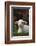 Lamb in Grass-DLILLC-Framed Photographic Print