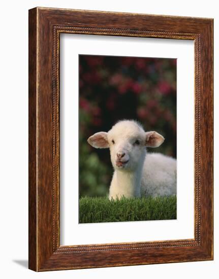 Lamb in Grass-DLILLC-Framed Photographic Print