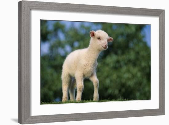 Lamb in Grass-DLILLC-Framed Photographic Print