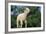 Lamb in Grass-DLILLC-Framed Photographic Print