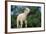 Lamb in Grass-DLILLC-Framed Photographic Print