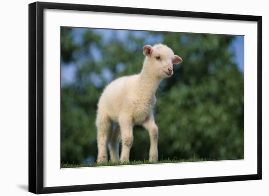 Lamb in Grass-DLILLC-Framed Photographic Print