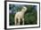 Lamb in Grass-DLILLC-Framed Photographic Print