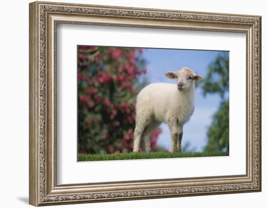 Lamb in Grass-DLILLC-Framed Photographic Print