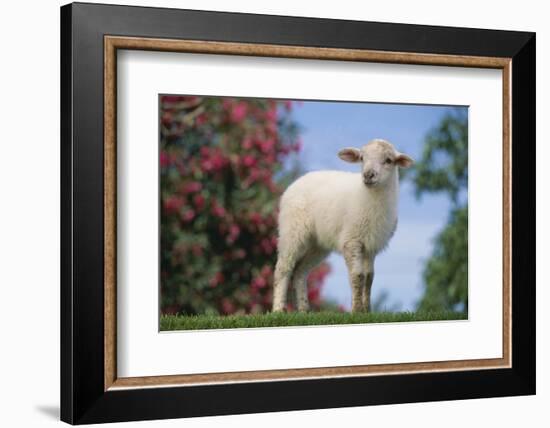 Lamb in Grass-DLILLC-Framed Photographic Print