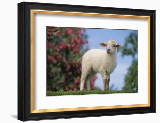 Lamb in Grass-DLILLC-Framed Photographic Print