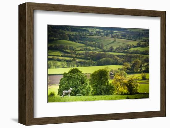 Lamb in Spring, Winchcombe, the Cotswolds, Gloucestershire, England, United Kingdom, Europe-Matthew Williams-Ellis-Framed Photographic Print